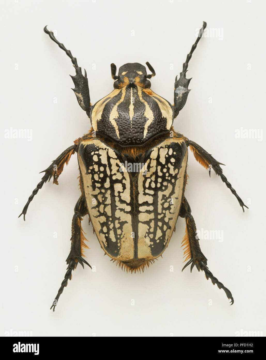 Above view, female Goliath Beetle, or Goliathus meleagris with its striped carapace. Stock Photo