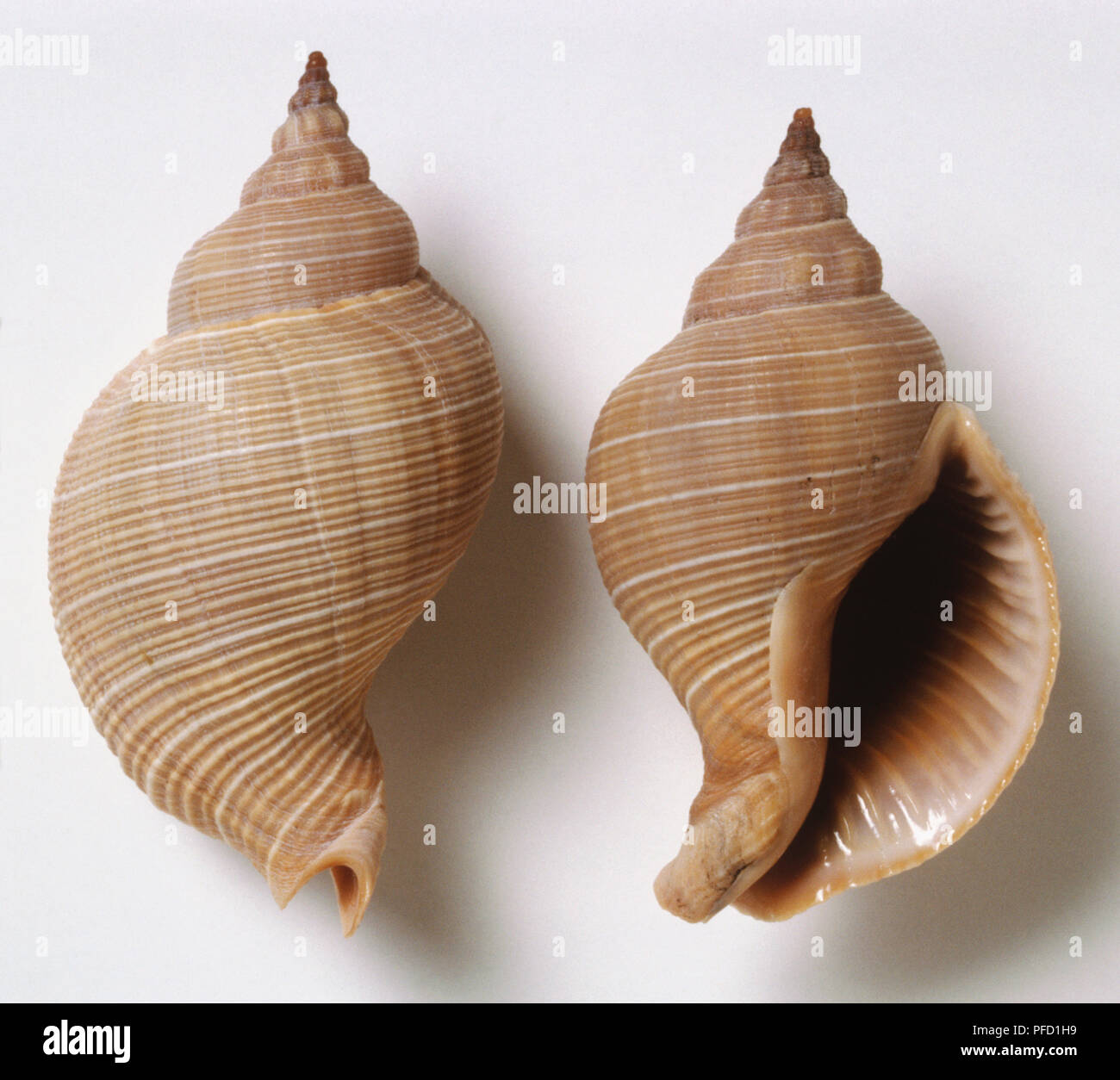 Siphonalia trochulus, overhead and underside view of hooped whelk shell, thick tall spiral, whorls with thin ribs, lights brown striped. Stock Photo
