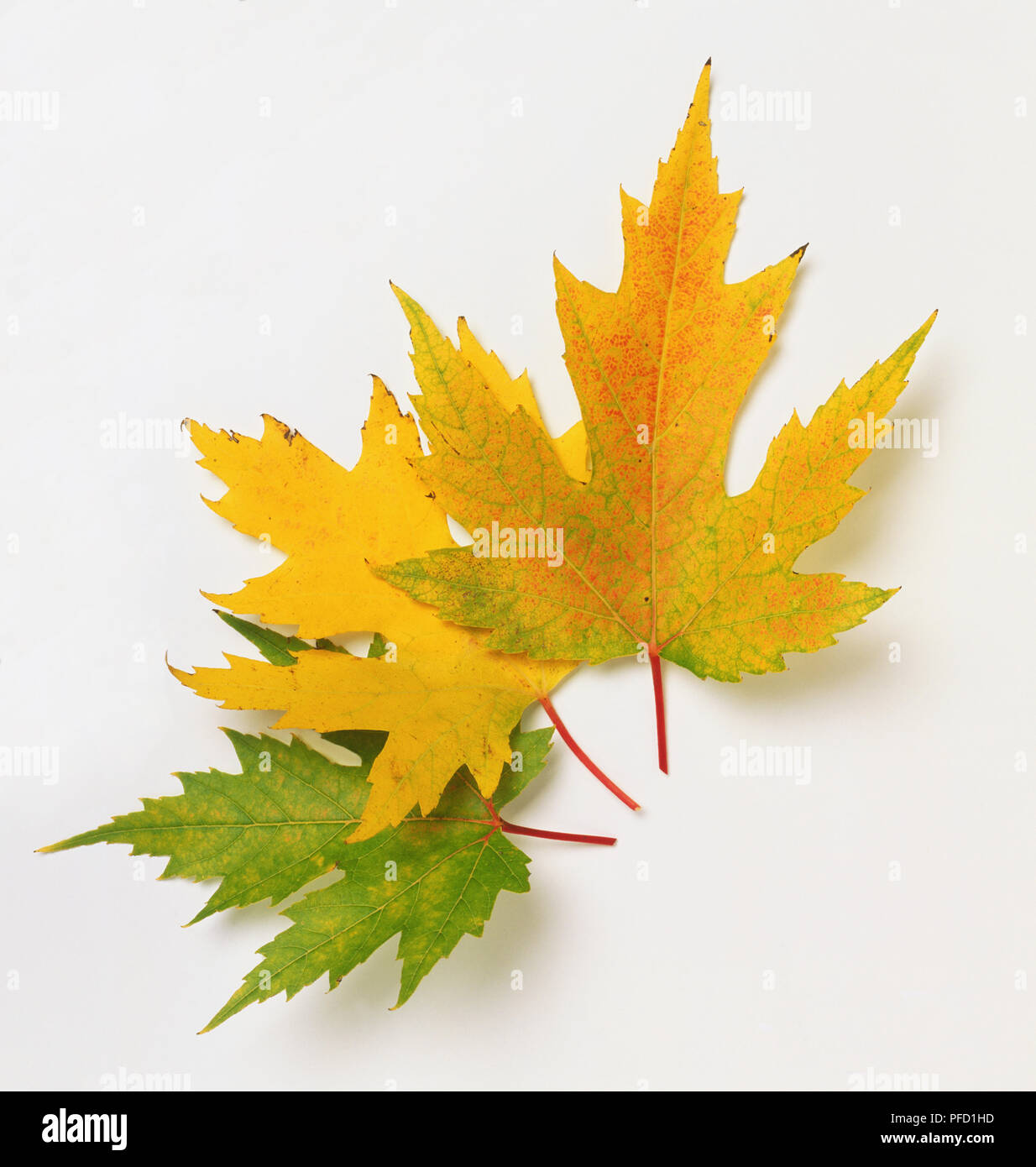 Acer Saccharinum Three Silver Maple Autumn Leaves Stock Photo Alamy