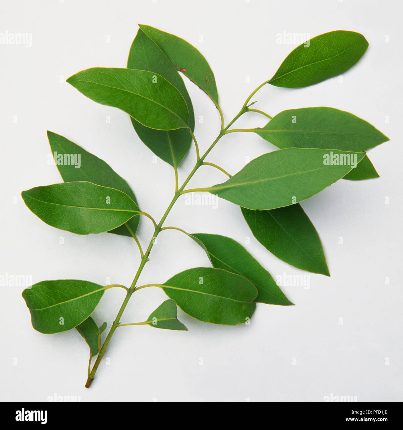 Santalum album, leaves from Indian Sandalwood tree. Stock Photo