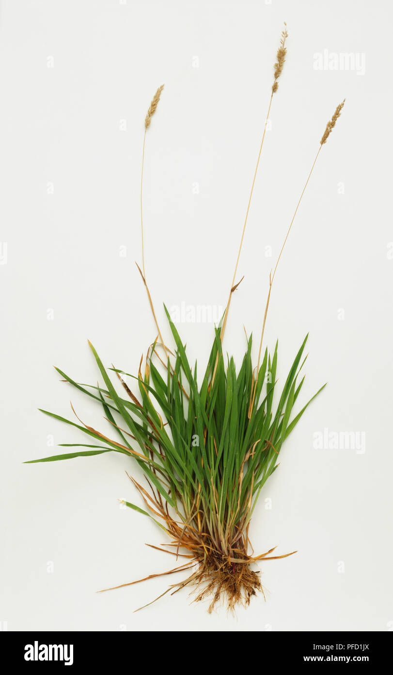 Elymus repens, Couch Grass. Stock Photo