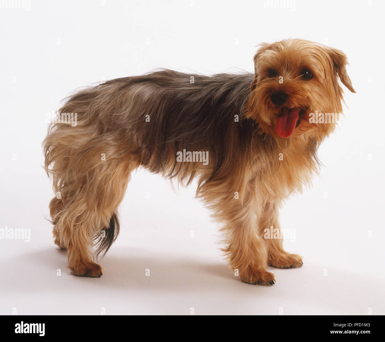 Why Do Yorkies Pant So Much