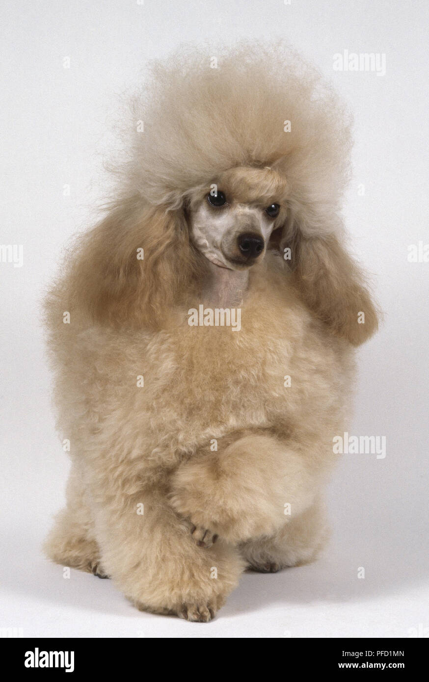 toy poodle fluffy