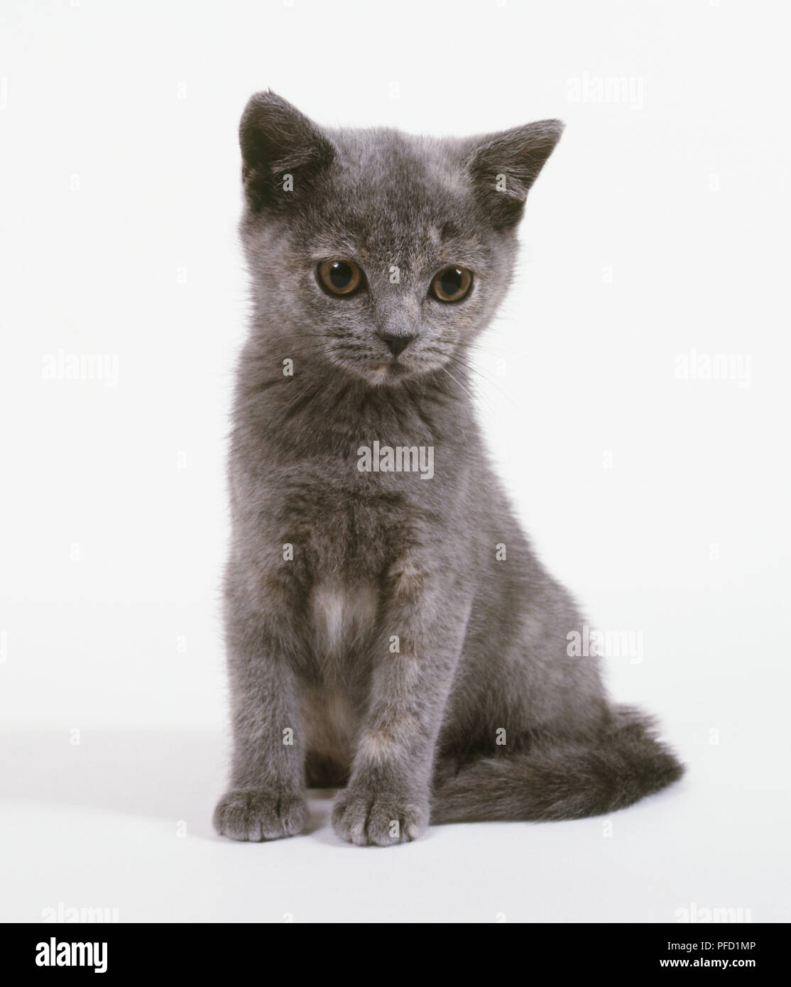 A Blue Cream British Shorthair Kitten Sitting Up Front View Stock