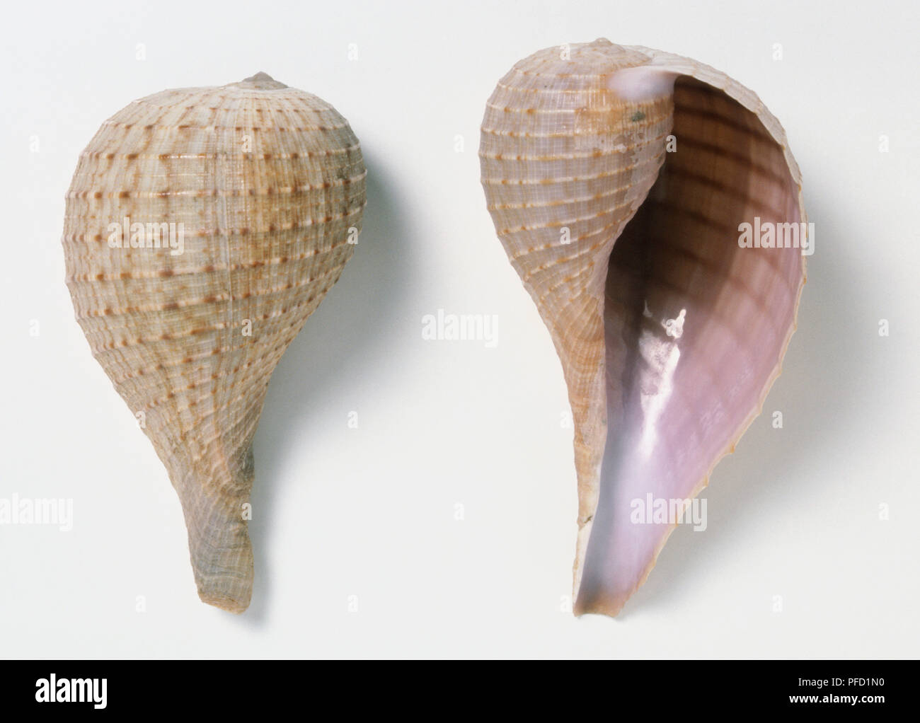 Ficus ventricosa, overhead and underside view of two Swollen Fig Shells, a thin light shell with low spire and pear-shaped body, light brown colour with spiral ridges. Stock Photo