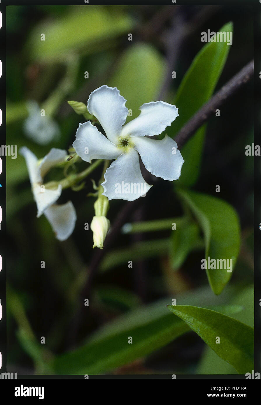 White flower from Trachelospermum jasminoides, Confederate Jasmine