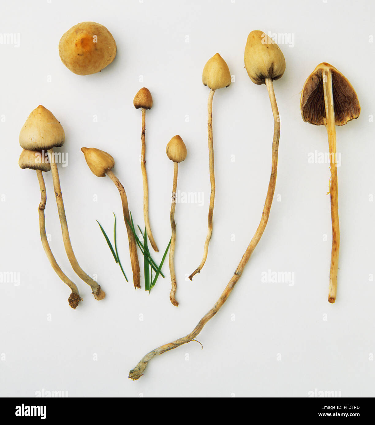 Liberty Cap Mushroom, Psilocybe semilanceata. Stock Photo