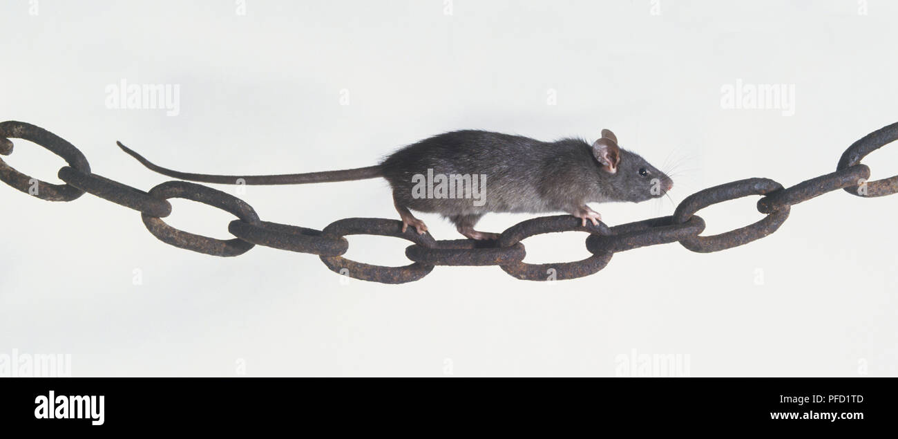 Black Rat crawling along Chain Stock Photo Alamy