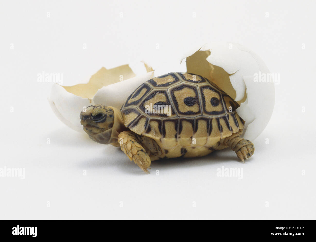 Turtle rise. Рождение среднеазиатской черепахи. Рождение сухопутной черепахи. Черепаха злится. Черепашка злится.