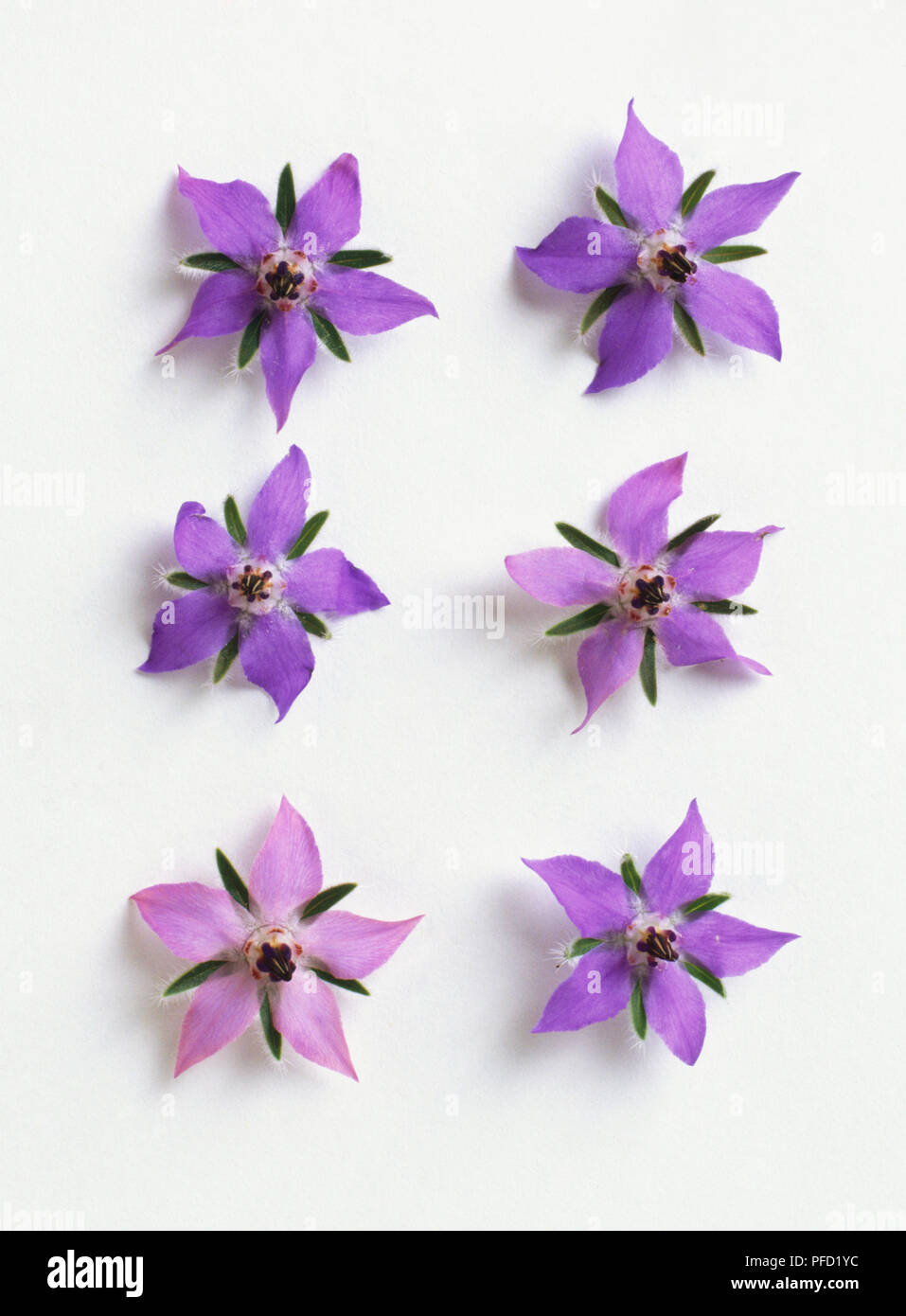 6 star-shaped flowers seen from above, showing dark green narrow pointed sepals, and violet pointed petals, and black stamens. Used in herbal medicinal preparations Stock Photo
