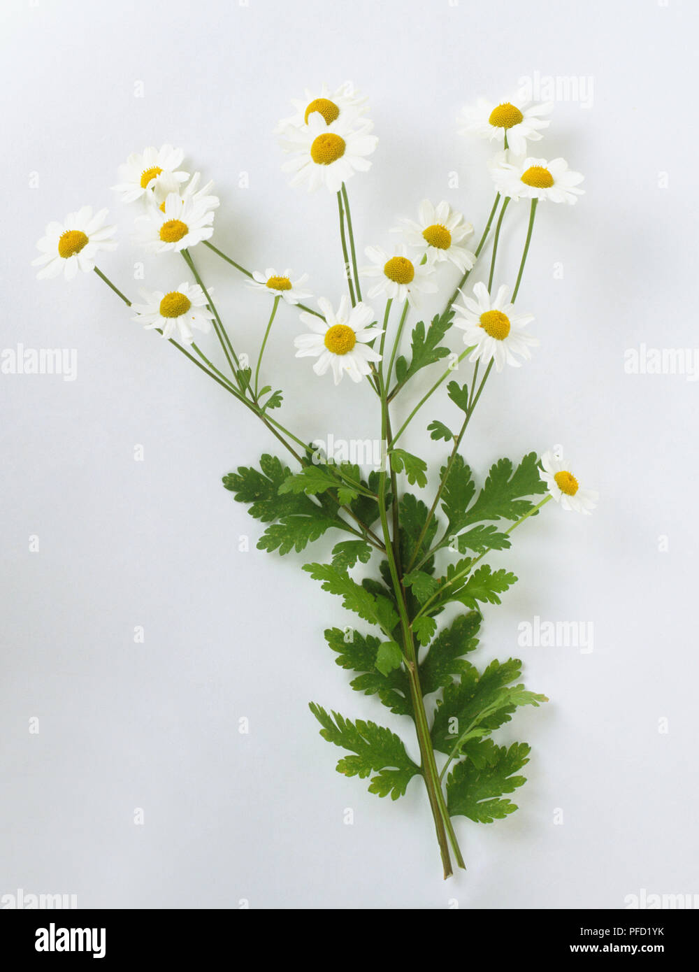 Tanacetum parthenium, Feverfew, freshly cut yellow-white flowers. Stock Photo