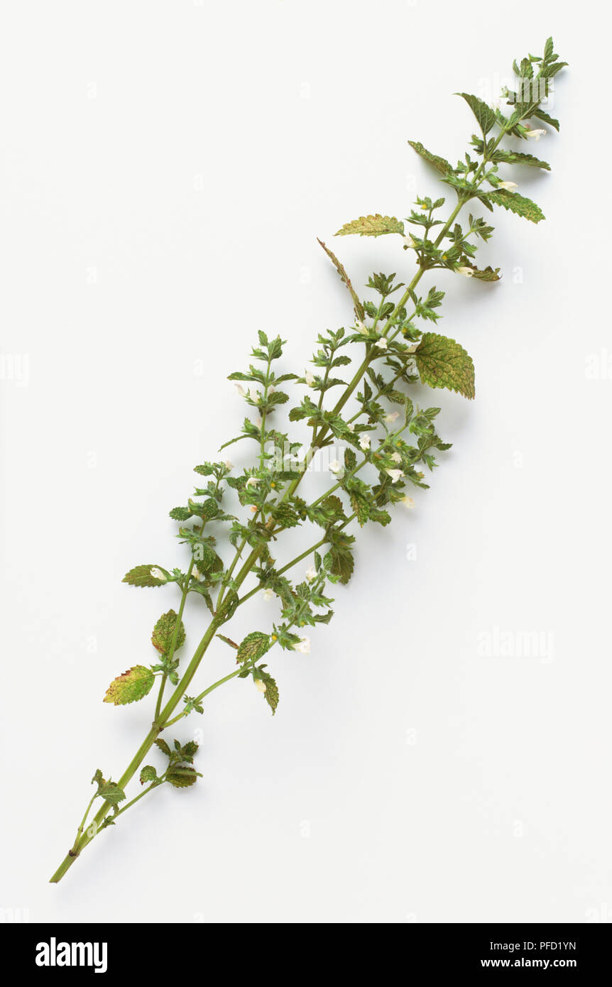 Fresh aerial parts of Melissa officinalis (Balm) and used to make ...