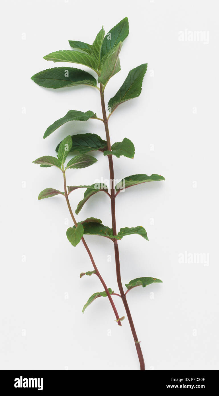 Fresh aerial parts of Mentha x piperata (Peppermint) and used to make medicinal herbal remedies Stock Photo