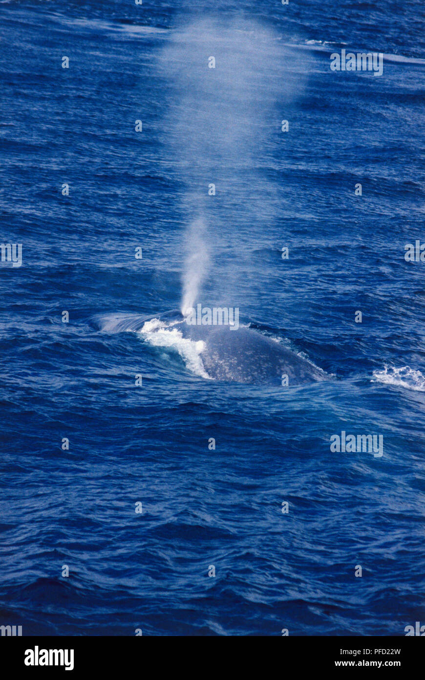 Partially-submerged blue whale blowing through its blow hole. Stock Photo
