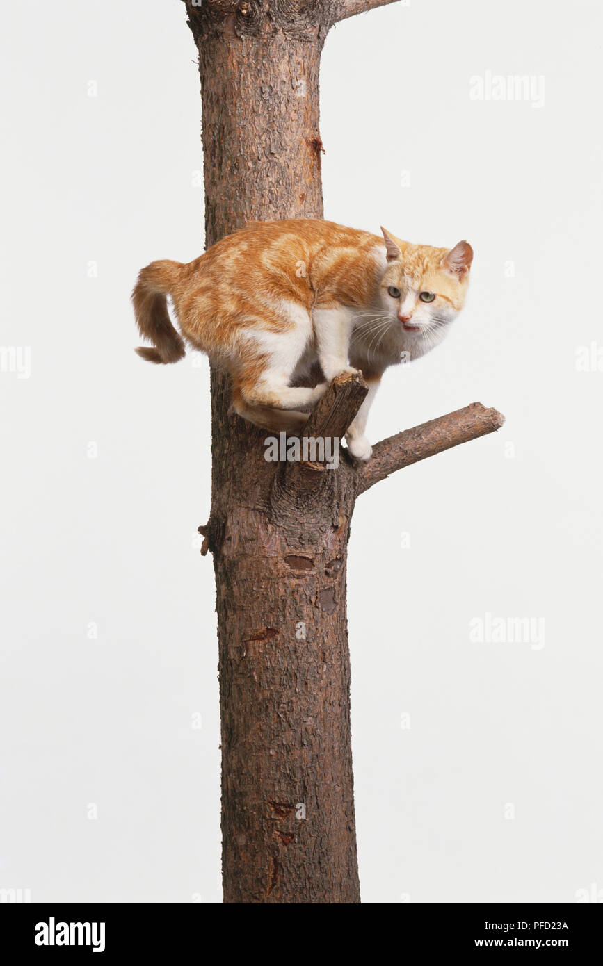 Ginger cat up tree hires stock photography and images Alamy