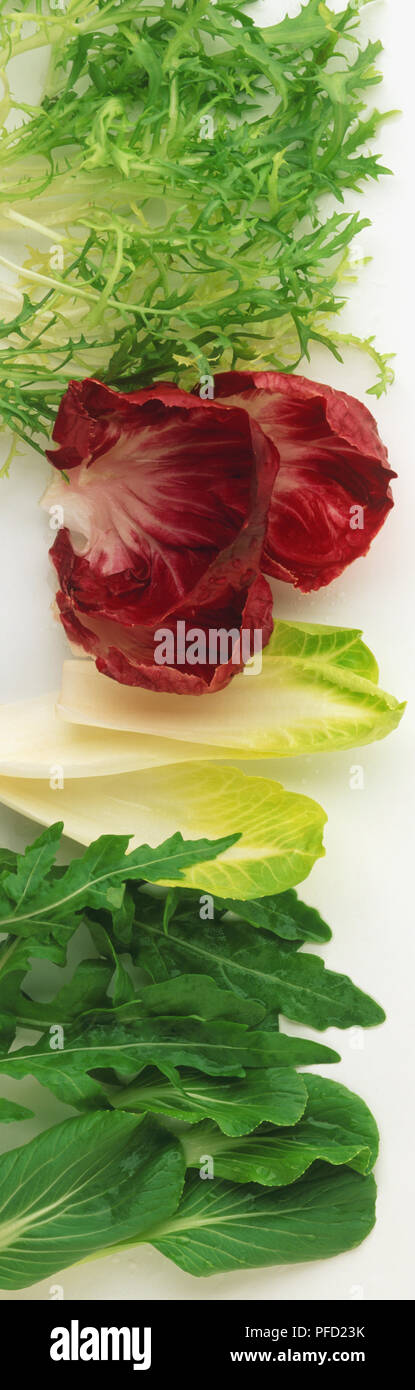 Selection of vegetable leaves, including Pak Choi, Rocket, Chicory, Frisee and Radicchio Stock Photo