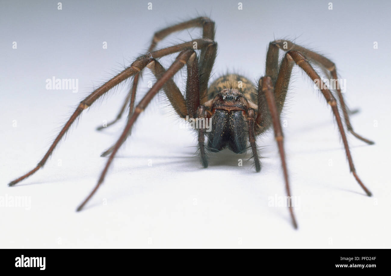 House spider, Tegenaria gigantea, detail of face and hairy legs, front view. Stock Photo
