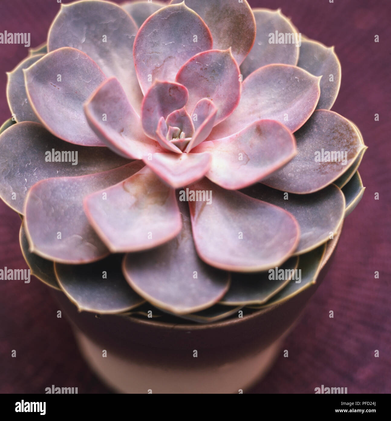 fertilizer for plants growing in water Aqua Plant Tonic