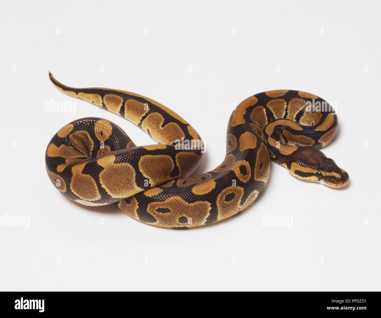 Overhead view of a Royal Python, partially coiled, showing slight ...