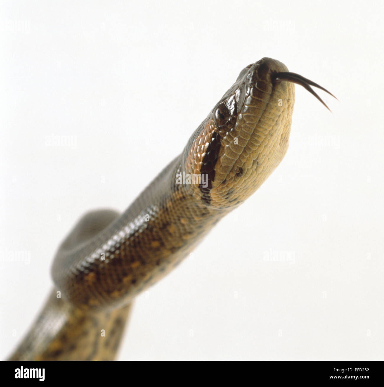 Side view of the head of a Green Anaconda showing the thick, powerful neck, a dark stripe which passes from the eye to the angle of the jaw, and the snake's forked tongue. Stock Photo