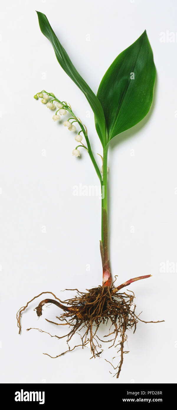 Convallaria majalis, Lily of the Valley, whole plant showing roots