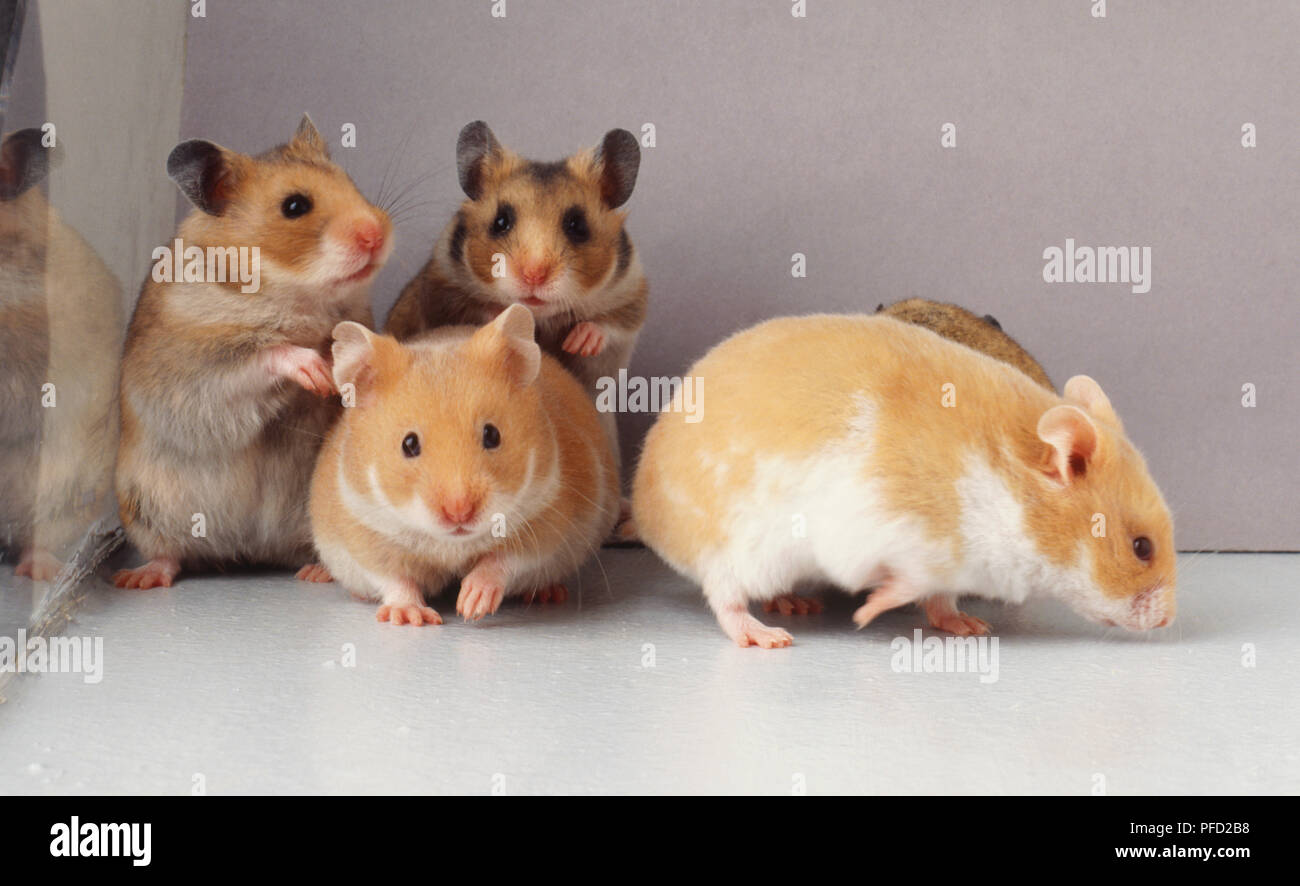 Group of four tan and white Hamsters (Cricetus cricetus), two standing on hind legs, front and side views. Stock Photo