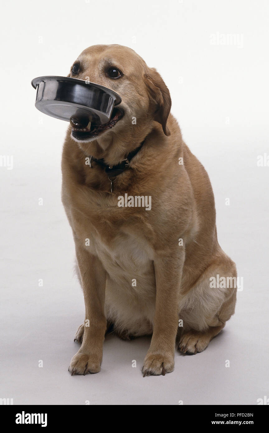 Dog holding food bowl in its mouth Stock Photo - Alamy