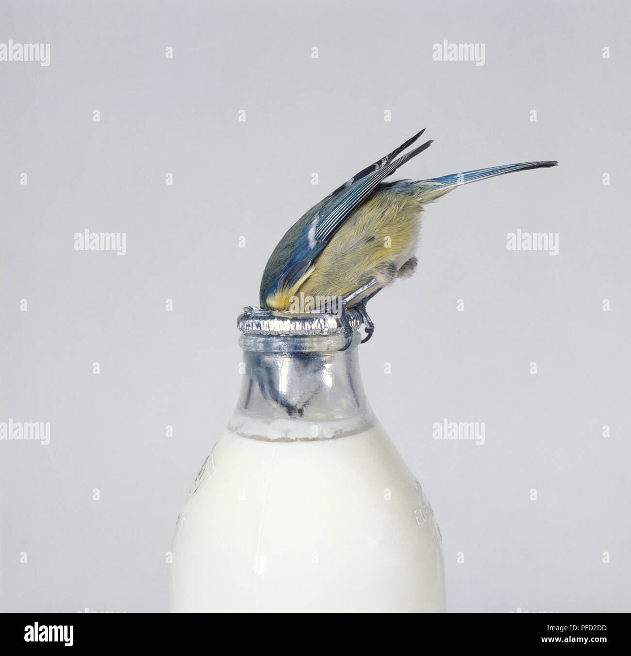Blue Tit (Cyanistes Caeruleus), bird feeding on cream from milk bottle  Stock Photo - Alamy