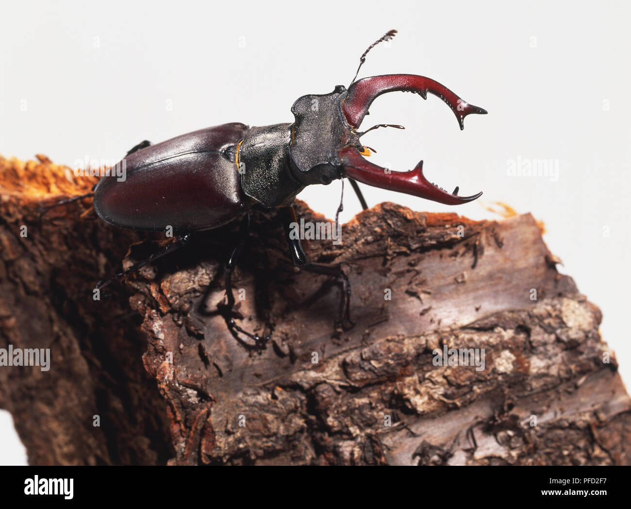 Some beetles coleoptera hi-res stock photography and images - Alamy