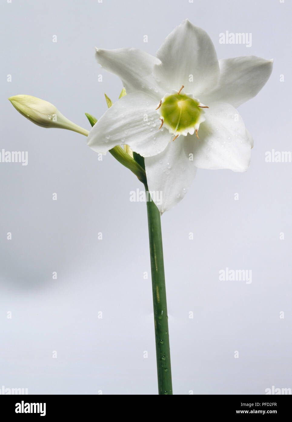 Amazonian water lily. Stock Photo