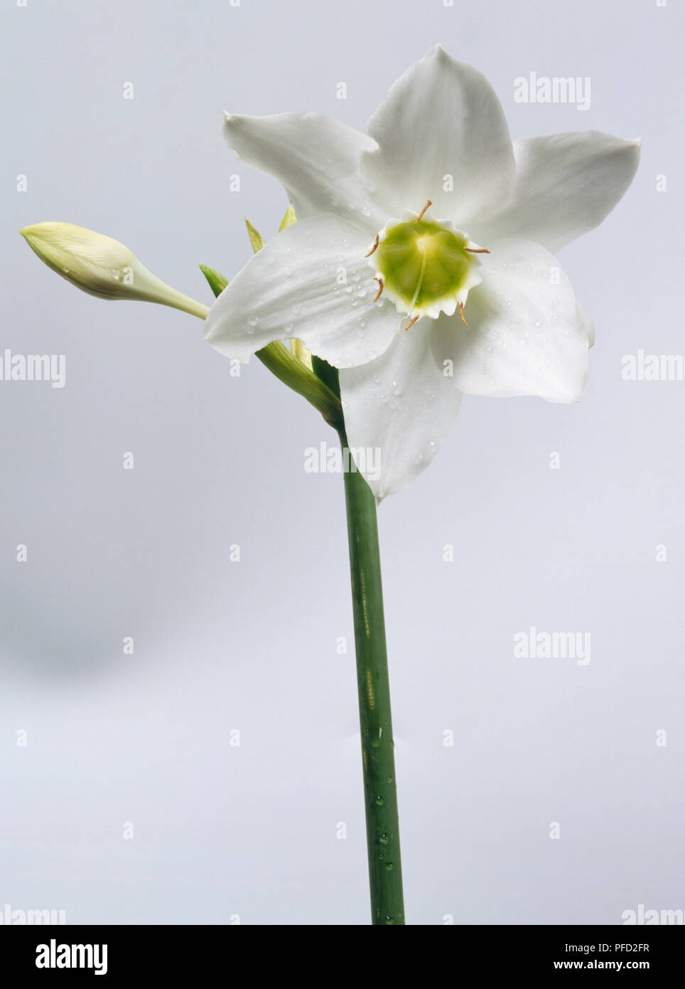 Amazonas Sweatshirt - Water Lily