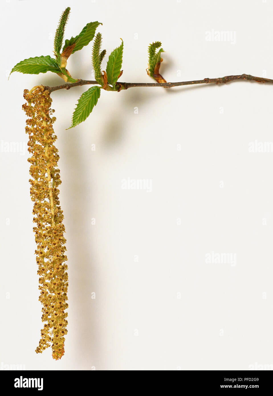 Betulaceae, Betula utilis, Himalayan Birch, branch tip in spring bearing two long, hanging yellow male catkins, upright green female catkins in leaf axils, and young, sharply toothed leaves. Stock Photo