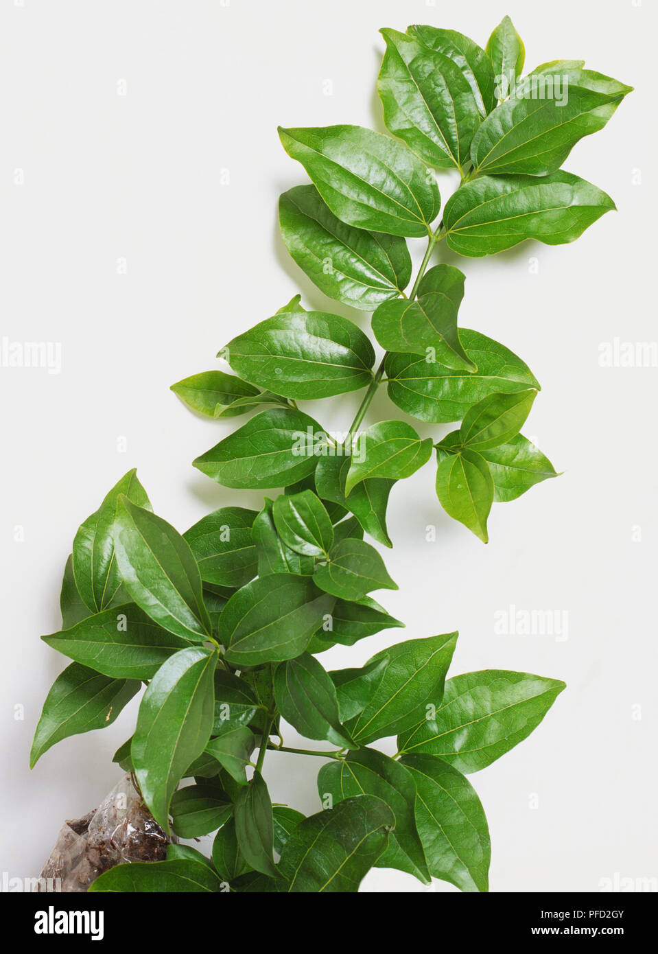 Strychnos nux-vomica, leaves from Strychnine Tree. Stock Photo