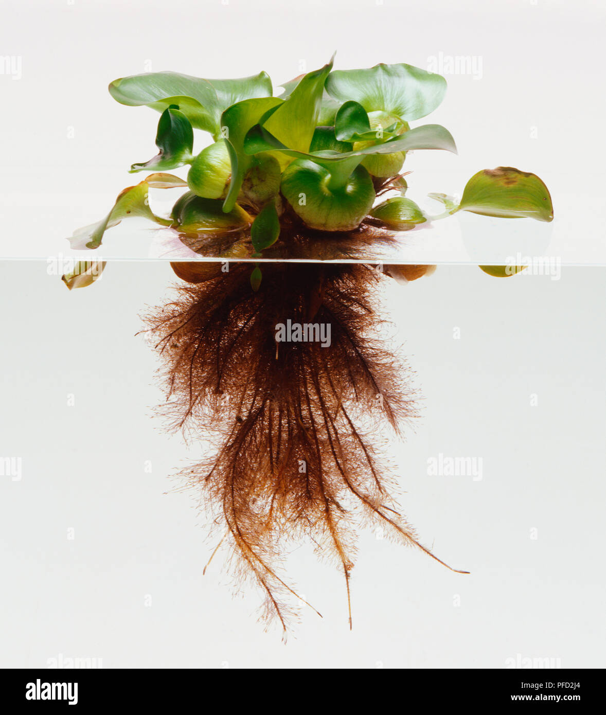 Eichhornia crassipes, Water Hyacinth floating on waters surface with