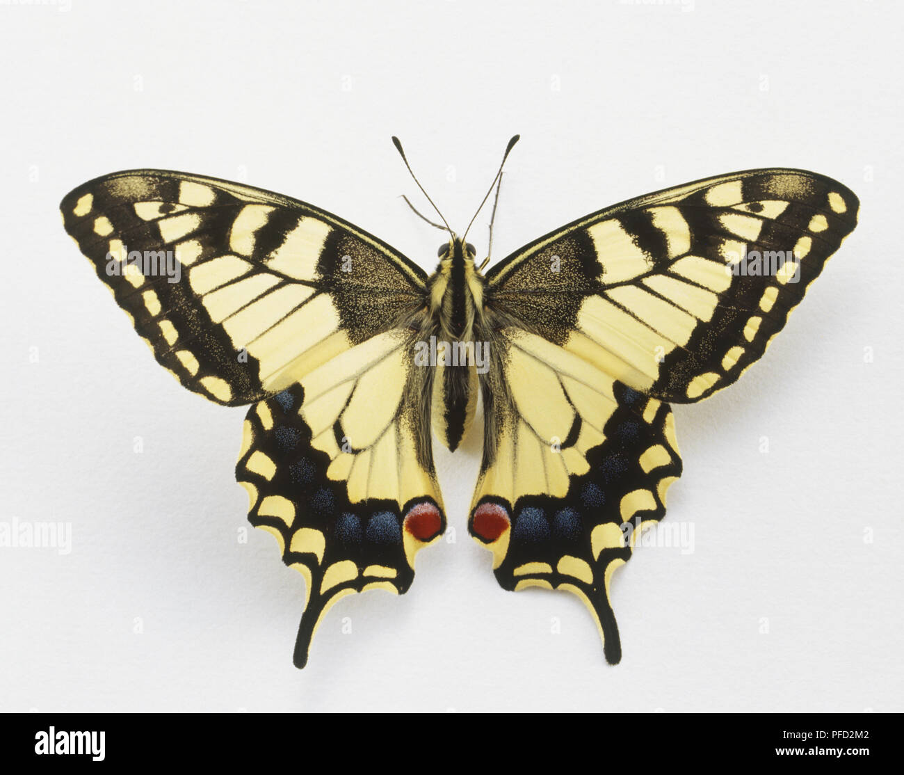 Swallowtail Butterfly (Papilio machaon), front view Stock Photo - Alamy