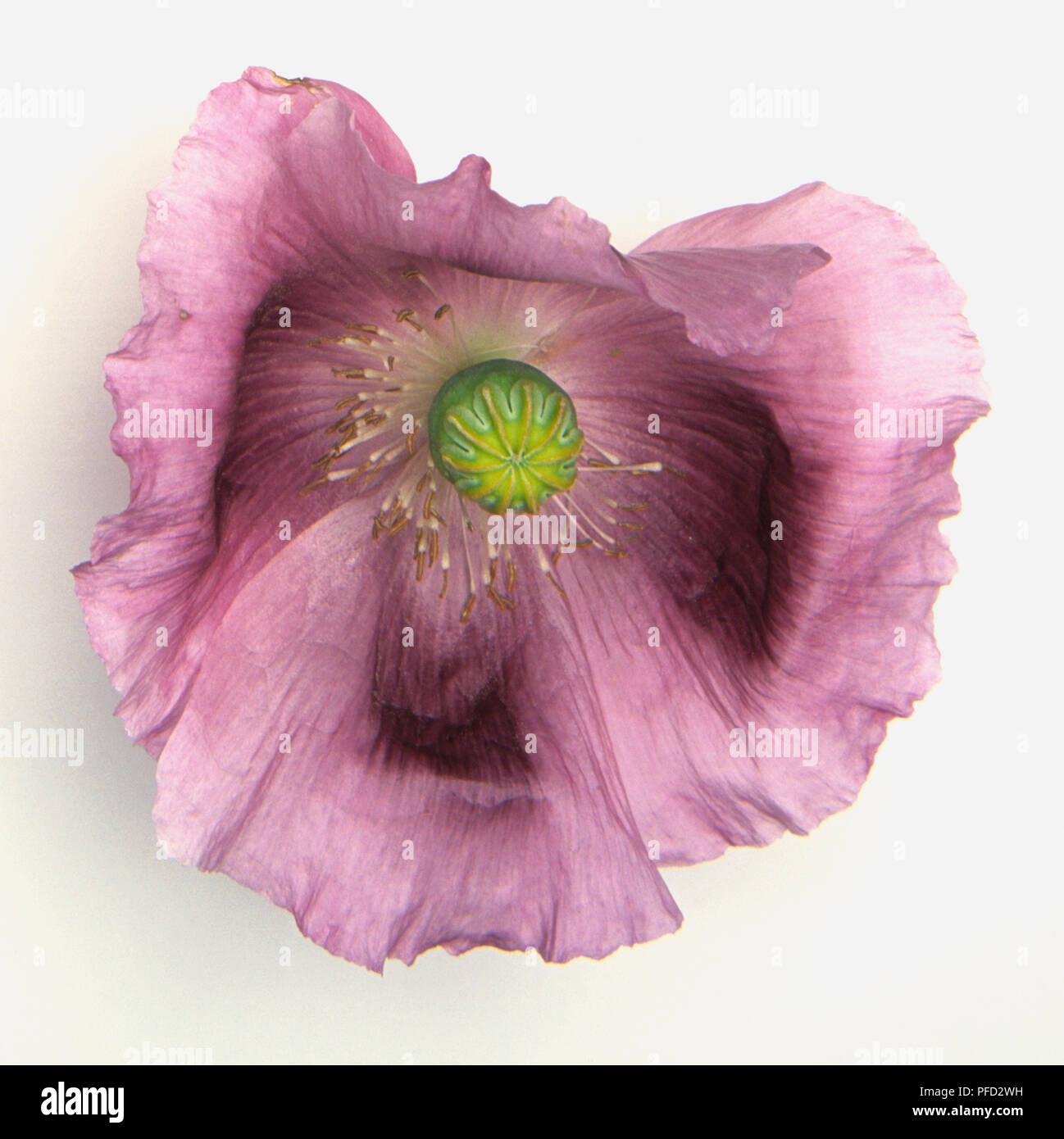 Papaver somniferum, flower of the opium poppy, pink-purple broad petals, flower head. Stock Photo