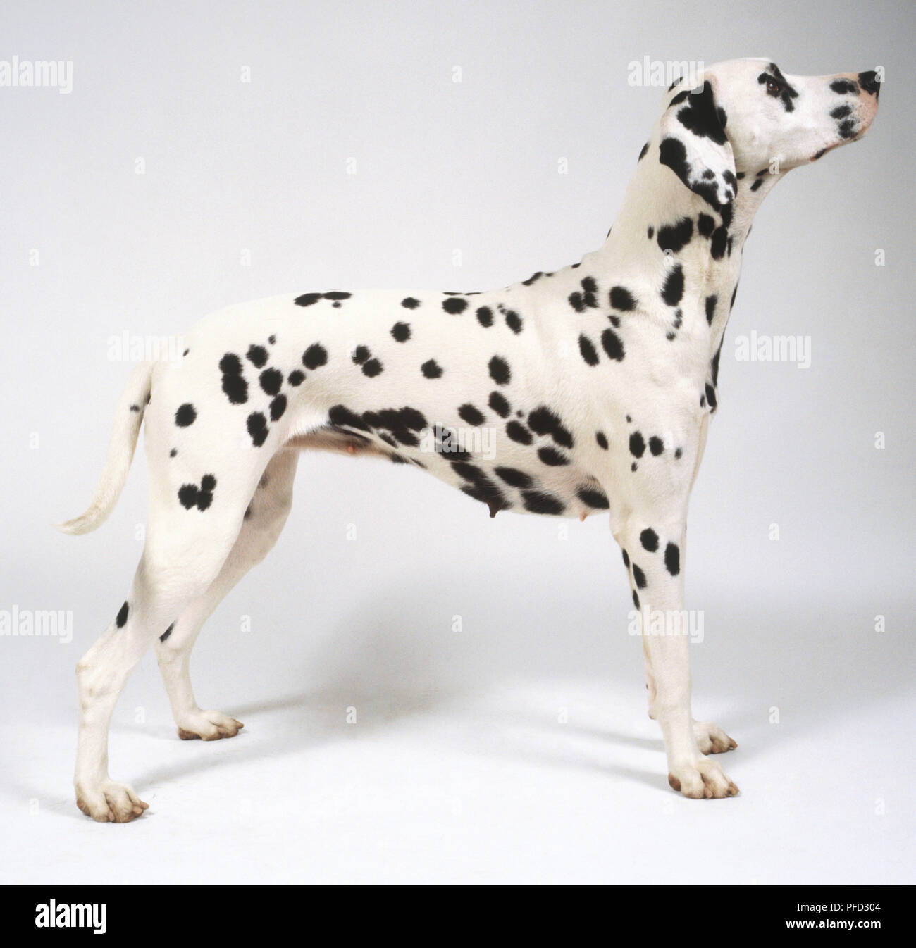 Dalmatian dog (Canis Familiaris) Stock Photo