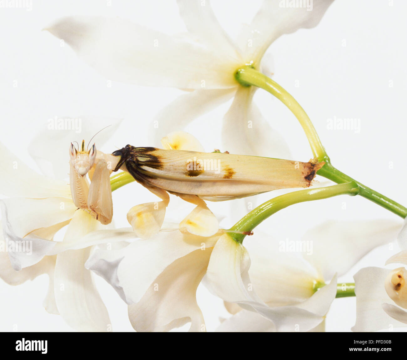 White orchid petals, female Orchid Mantis insect camouflaged amongst them, pale wings, petal-like flaps on legs, large compound eyes, extra large front legs for gripping flower stems and holding tightly onto prey. Stock Photo