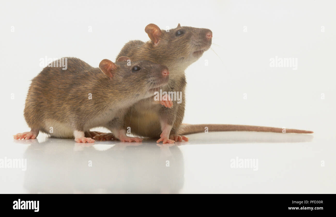 Pair of Rats (Rattus sp.) sitting side by side, side view Stock Photo Alamy
