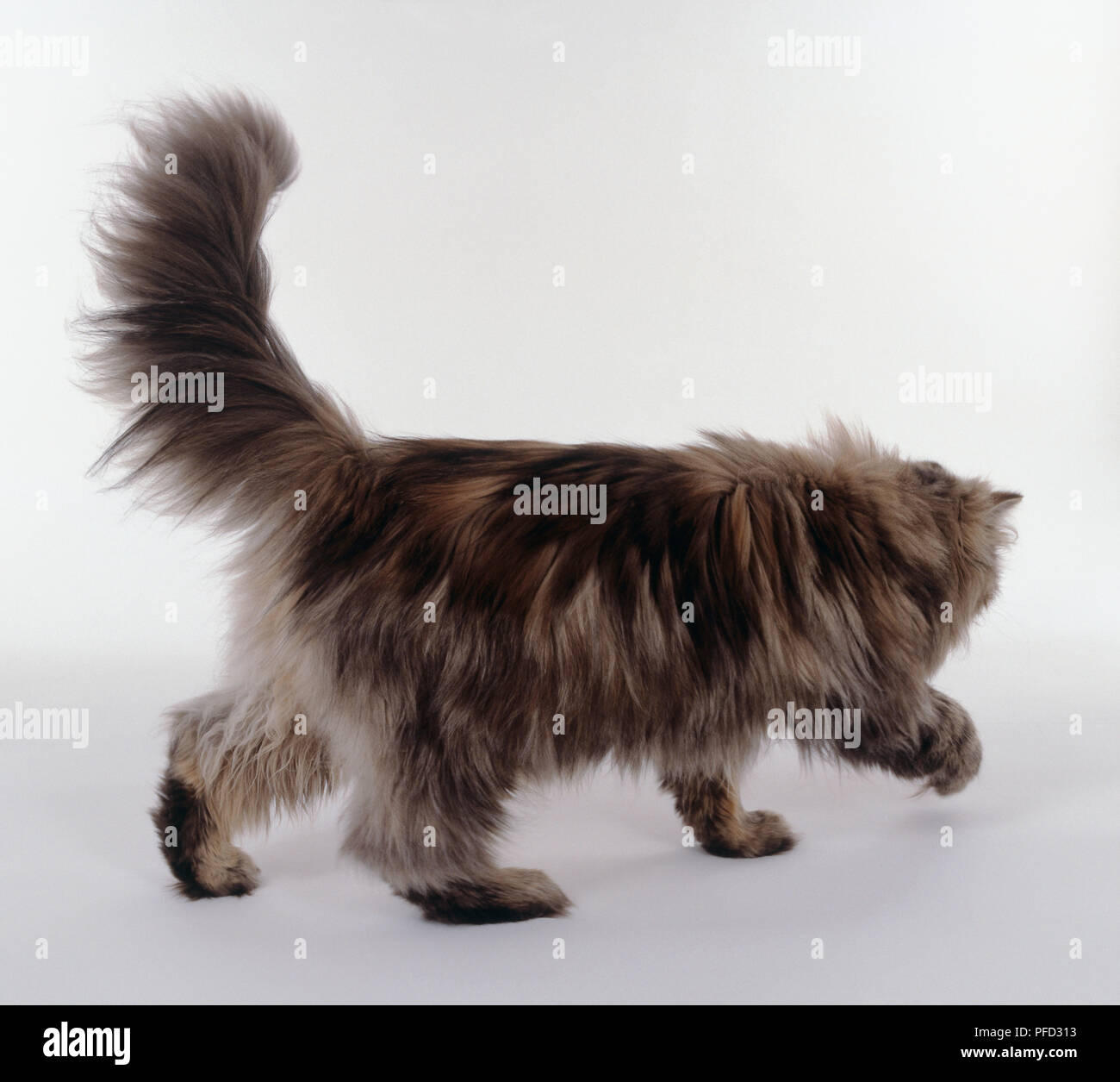 Tortie Tabby Persian longhaired cat walking, bushy tail in the air, rear-side view. Stock Photo