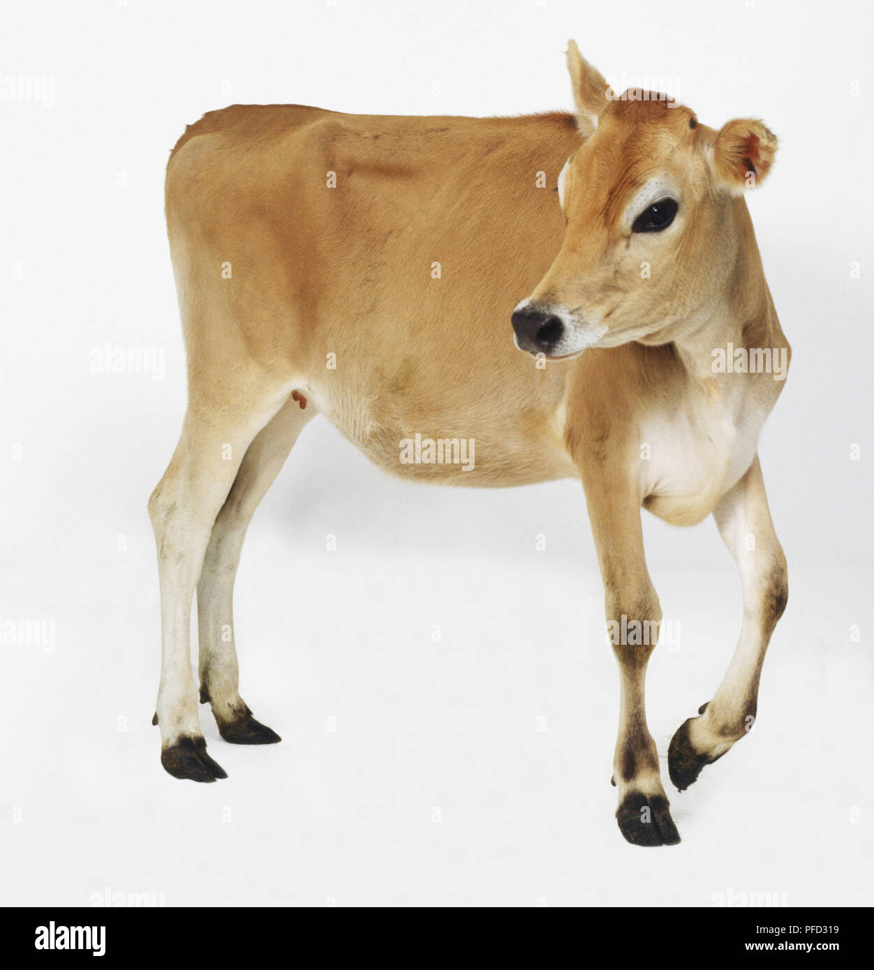 Tenmonth old Jersey Cow, side view Stock Photo Alamy