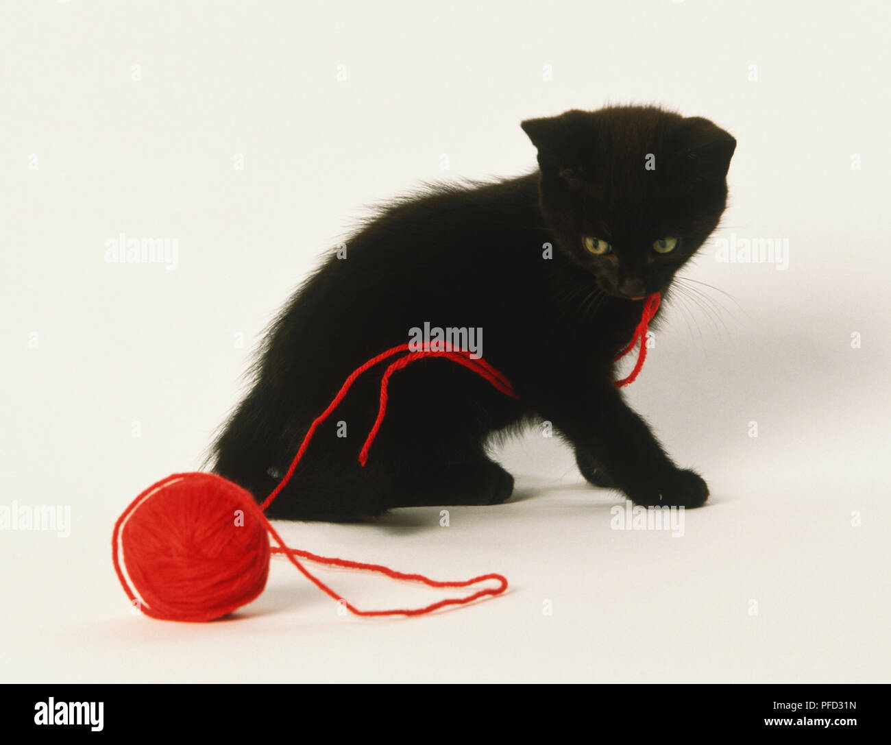Black kitten (Felis sylvestris catus) playing with red ball of wool Stock Photo