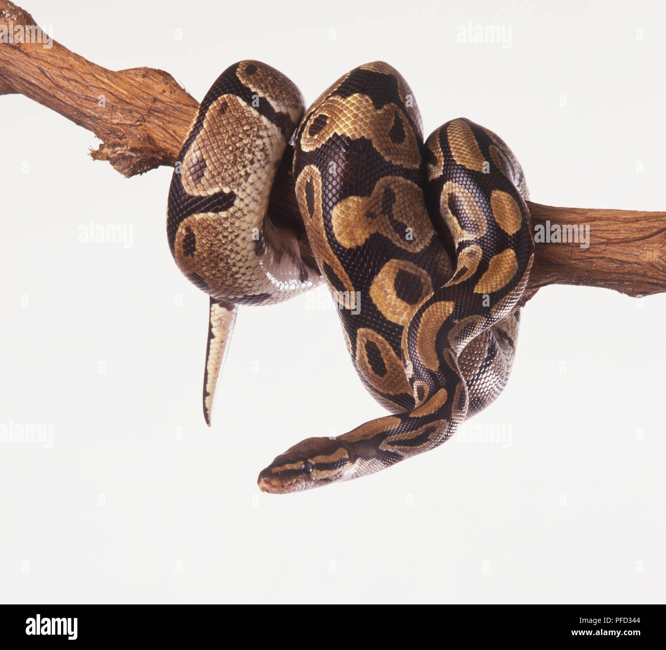 Snake wrapped around a branch hi-res stock photography and images - Alamy