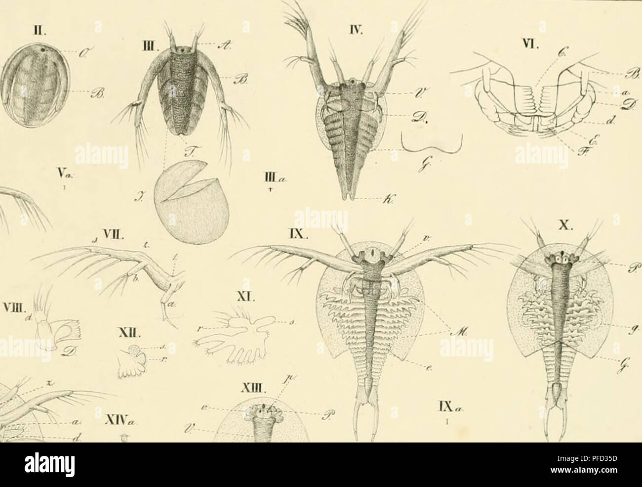 . De apodis cancriformis Schaeff. Anatome et historia evolutionis; commentatio guam scripsit Ernestus Gustavus Zaddach. Zapodidae. XIV.. ^ VIU. np xu.. Please note that these images are extracted from scanned page images that may have been digitally enhanced for readability - coloration and appearance of these illustrations may not perfectly resemble the original work.. Zaddach, Ernst Gustav, 1817-1881. Bonnae, A. Marcus Stock Photo