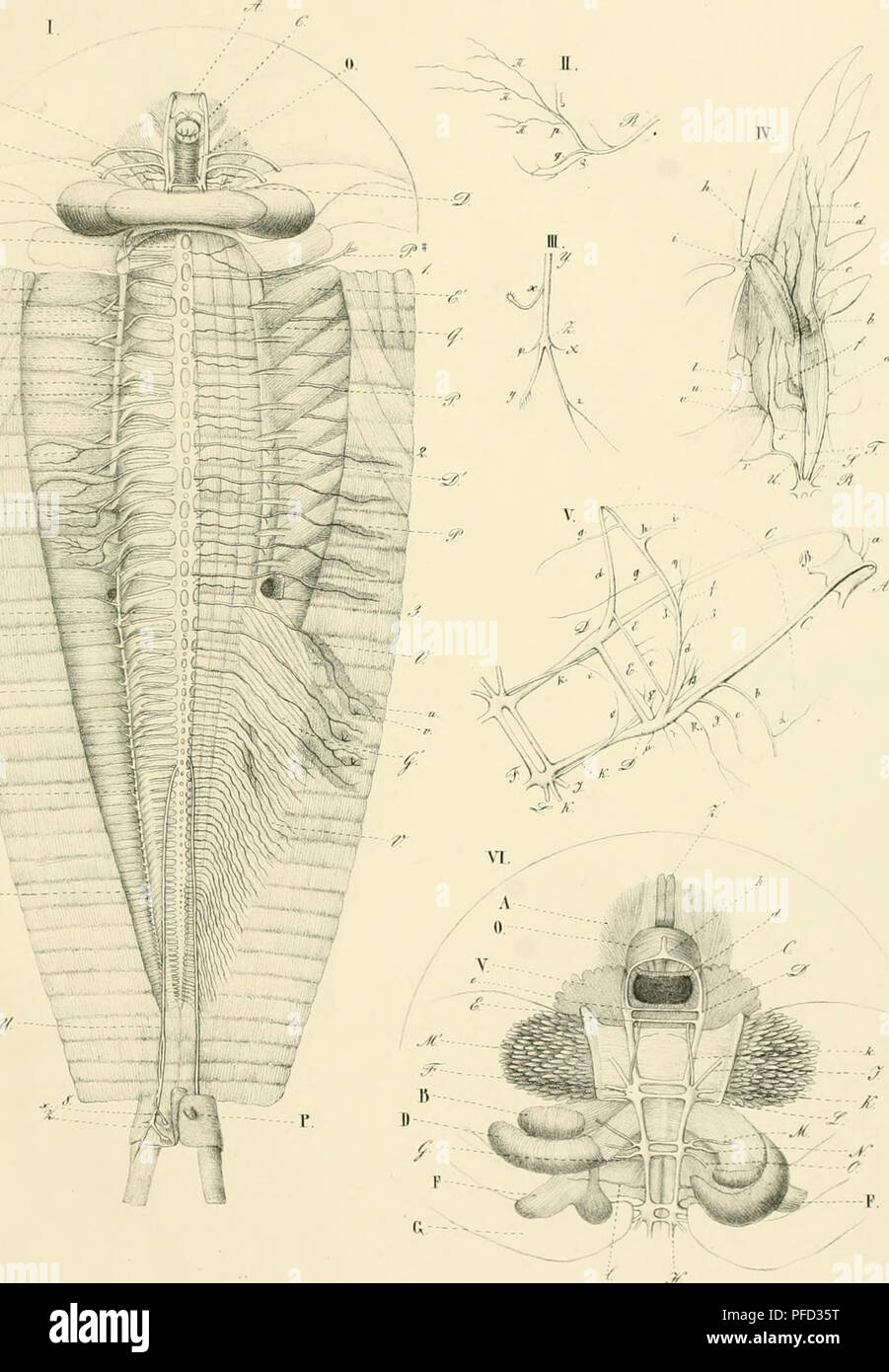 De Apodis Cancriformis Schaeff Anatome Et Historia Evolutionis Commentatio Guam Scripsit Ernestus Gustavus Zaddach Zapodidae Tal Iii A I A Quot L A A 0 Gy A R Gt R