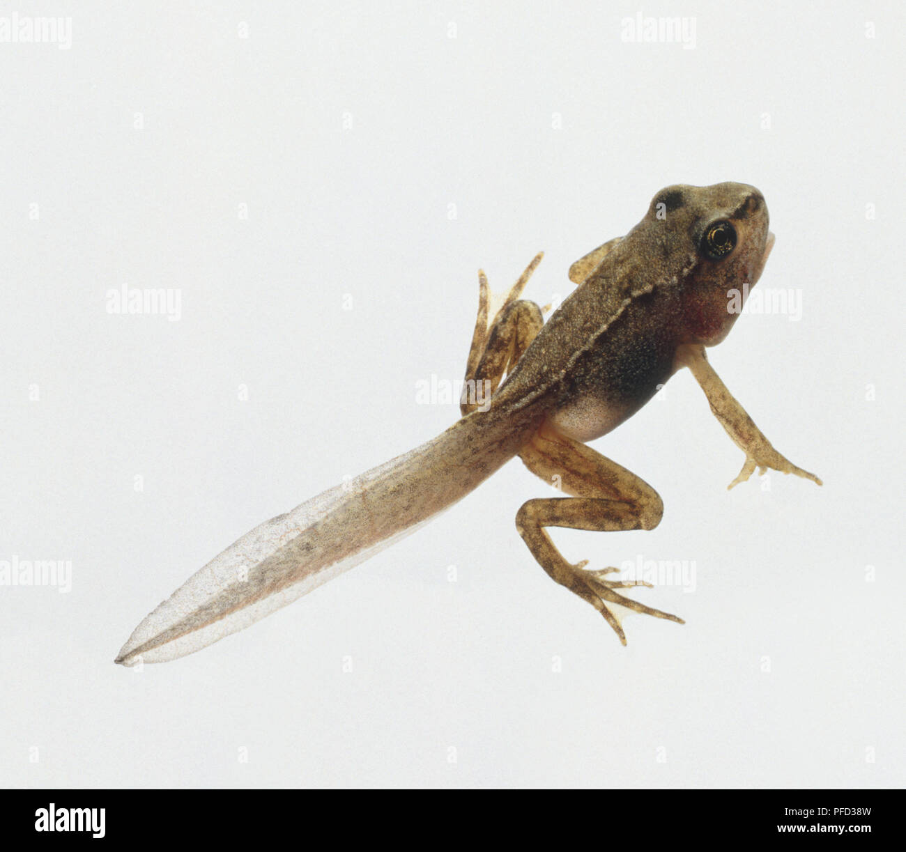 Growing froglet, with limbs outstretched and long tail, view of back. Stock Photo