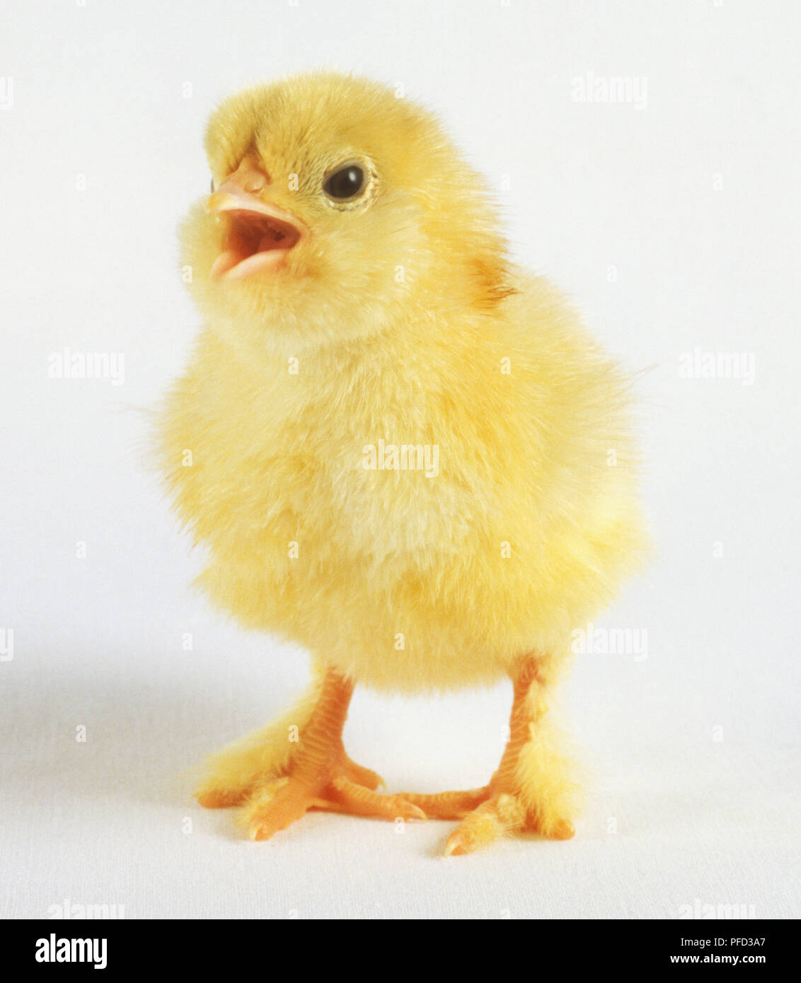 Yellow chick (Gallus gallus), with beak open Stock Photo - Alamy