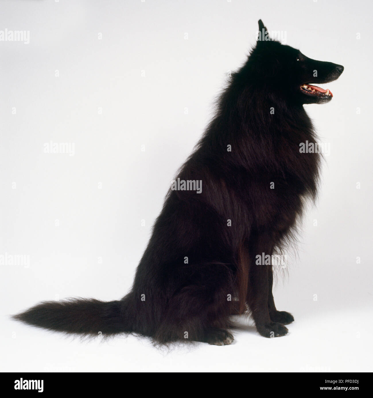 A muscular Groenendael dog with a dense black coat sits on its haunches. Stock Photo