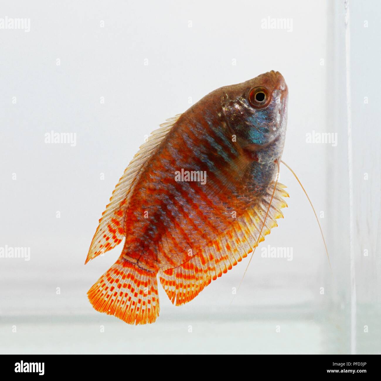 Dwarf gourami (Colisa lalia), orange fish, male, side view Stock Photo