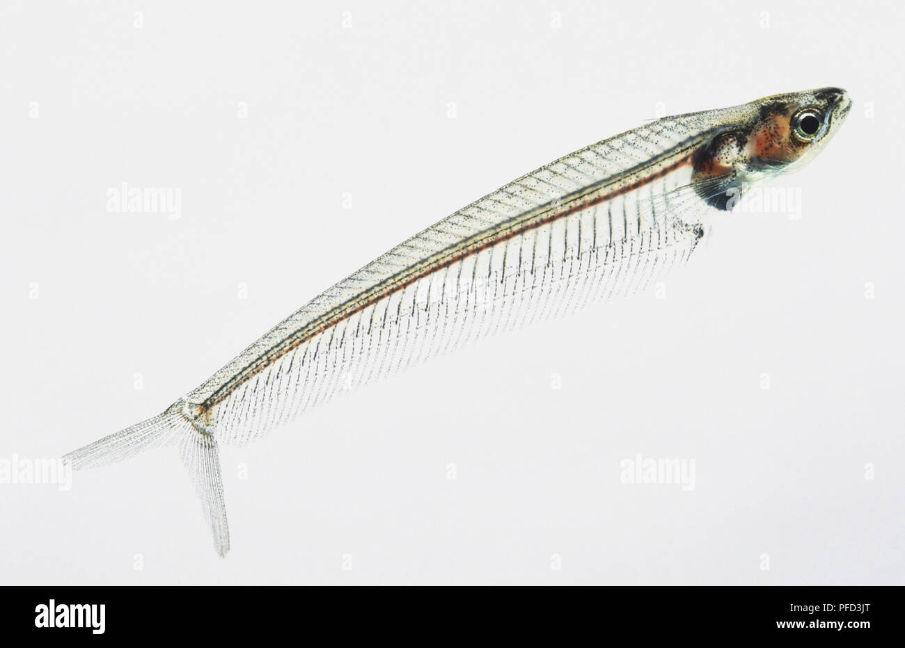 Glass Catfish (Kryptopterus bicirrhis), side view Stock Photo